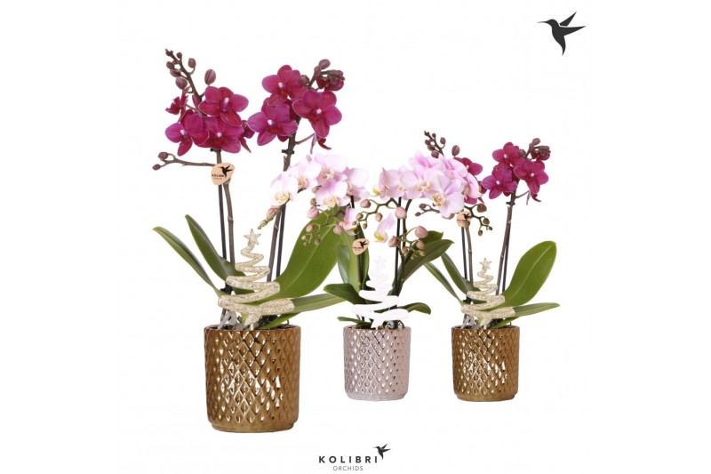 Phalaenopsis multiflora Kolibri Orchids Phalaenopsis mix 2 spike in Di 