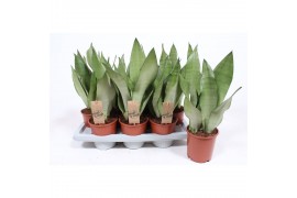 Sansevieria trifasciata moonshine Sansevieria Moonshine