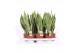 Sansevieria trifasciata laurentii Sansevieria Laurentii 