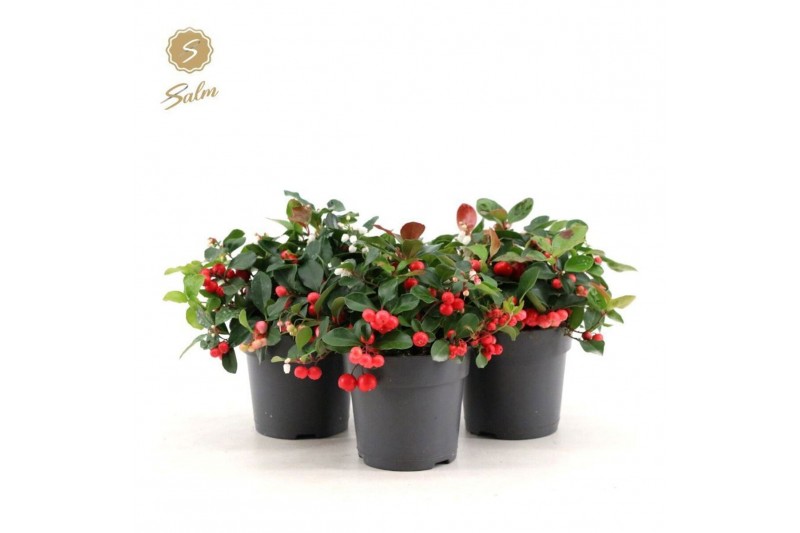 Gaultheria procumbens big berry Gaultheria pr. Big Berry® P1217 cm dia 