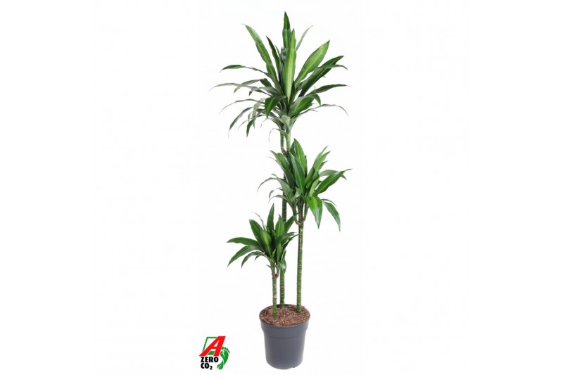 Dracaena fragr. deremensis Dracaena Paloma3 pp 