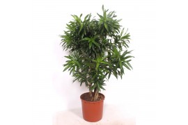 Dracaena reflexa song of jamaica Dracaena Song of Jamaica1 pp