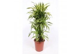 Dracaena fragr. der. lemon lime Dracaena Lemon Lime10 pp