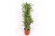 Dracaena fragr. der. lemon lime Dracaena Lemon Lime15 pp 
