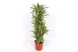 Dracaena fragr. der. lemon lime Dracaena Lemon Lime15 pp
