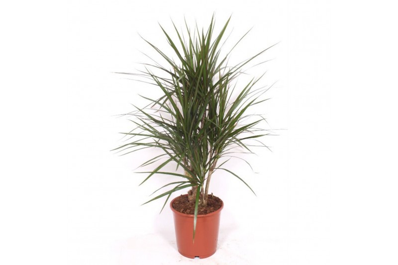 Dracaena marginata Dracaena marginata1 pp 