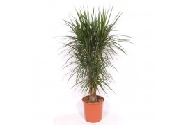 Dracaena marginata Dracaena marginata1 pp