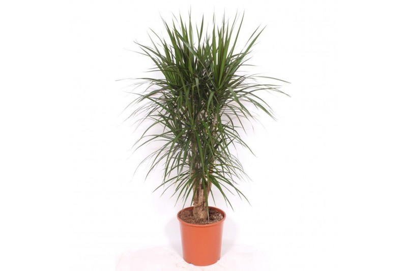 Dracaena marginata Dracaena marginata1 pp 