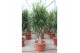 Dracaena marginata Dracaena marginata1 pp 