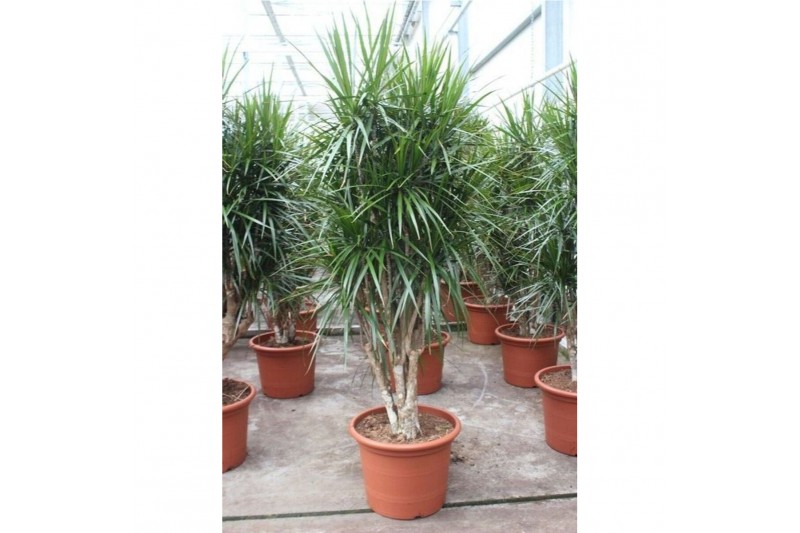 Dracaena marginata Dracaena marginata1 pp 