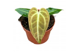 Anthurium Anthurium Regale zonder bloem bl.