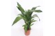 Aspidistra elatior Aspidistra elatior15 pp 