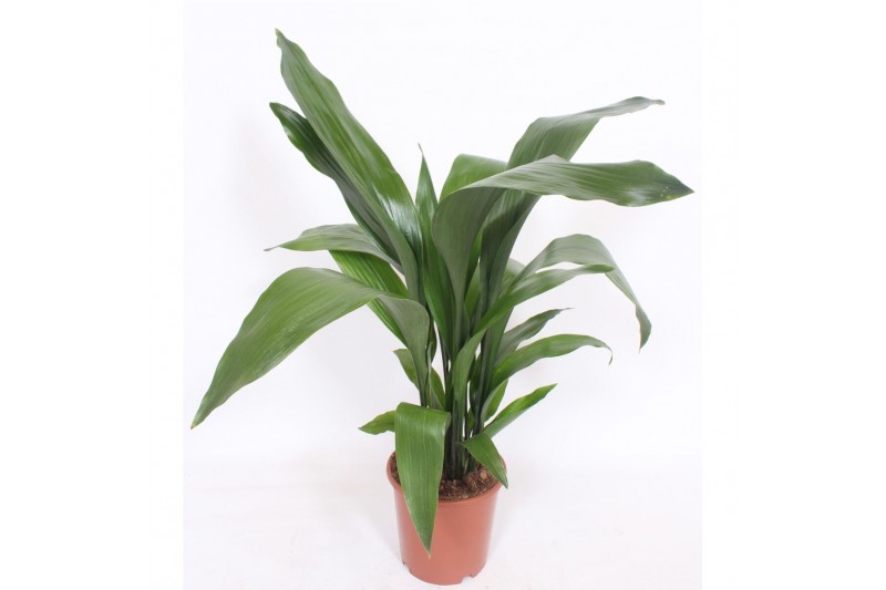 Aspidistra elatior Aspidistra elatior15 pp 