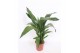 Aspidistra elatior Aspidistra elatior15 pp 