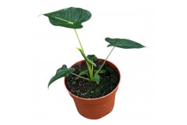 Alocasia Alocasia Frydek Tattoo 1 pp