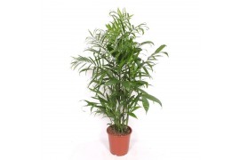 Chameadorea seifrizii Chamaedorea Seifrizii10 pp