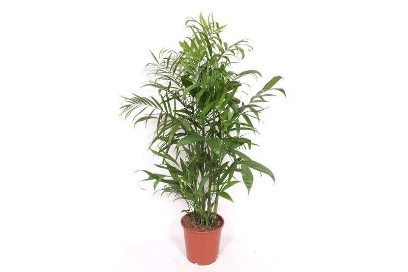 Chameadorea seifrizii Chamaedorea Seifrizii10 pp 