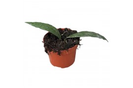 Hoya Hoya Clemensiorum Sumatra 2.5 - 4.9  cm 1 pp