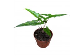 Alocasia Alocasia Sabrina 1 pp