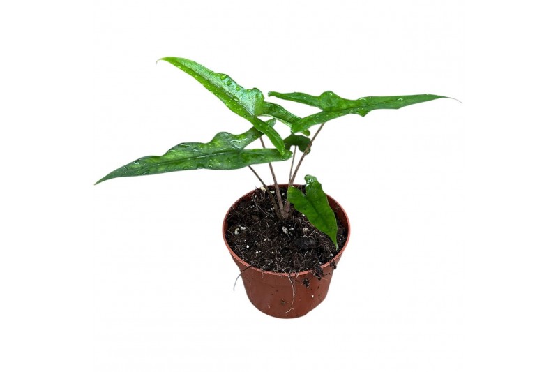 Alocasia Alocasia Sabrina 1 pp 