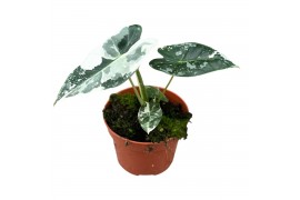 Alocasia Alocasia Micholitziana Frydek variegata 1 pp