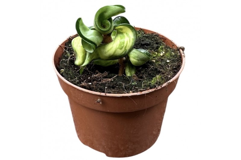 Hoya Hoya Compacta Mauna loa overige  cm 