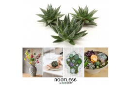 Succulenten ROOTLESS Gasteria Aloe 12-14 cm, solo