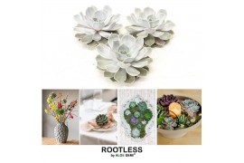 Echeveria lilacina ROOTLESS Lilacina 12-14 cm, solo