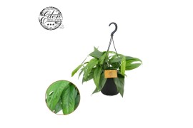 Epipremnum pinnatum cebu blue Epipremnum Cebu blue 15cm HP 7 pp