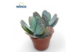 Kalanchoe marmorata Kalanchoe Marmorata (tiger)2 pp