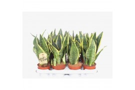 Sansevieria trifasciata futura superba Sansevieria Superba