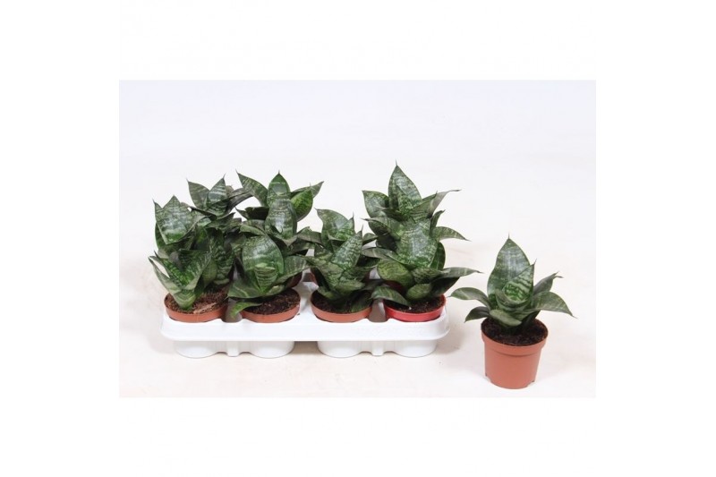 Sansevieria trifasciata hahnii Sansevieria Hahnii 