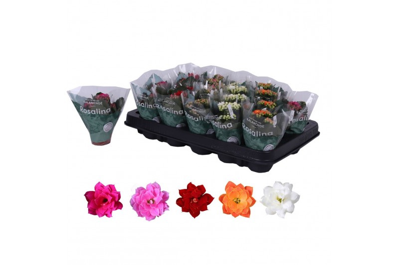 Kalanchoe rosalina mix Kalanchoe Rosalina 06cm mixpp 