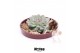 Arrangementen succulenten ROOTLESS Echeveria autumn, burgundy red bowl 