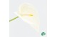 Anthurium andr. alpine White 