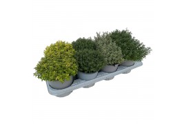 Thymus mix 14cm Thymus gemengd in tray