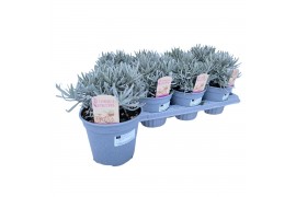 Lavandula angustifolia