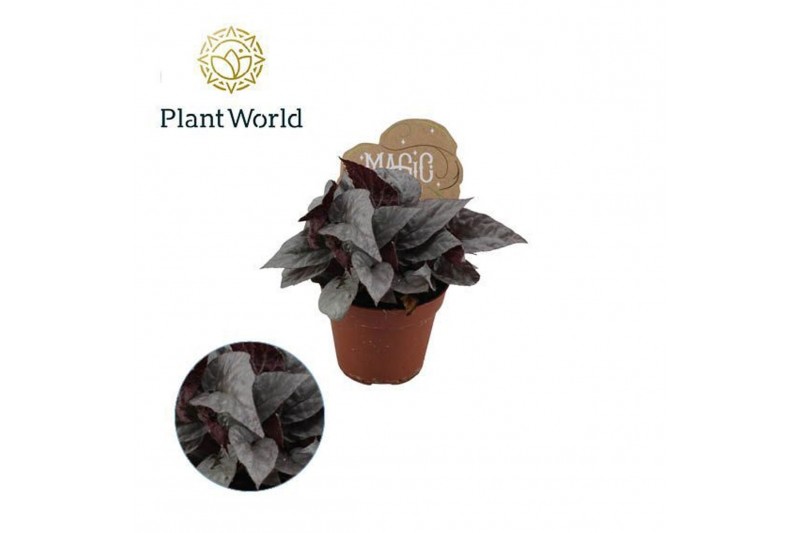 Begonia blad magic colours silver limbo Begonia rex Silver Limbo 2 pp 
