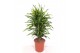 Dracaena fragr. riki Dracaena Riki10 pp 