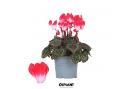Cyclamen pers. midi indiaka Cyclamen Indiaka red25 cm diameter rood ge