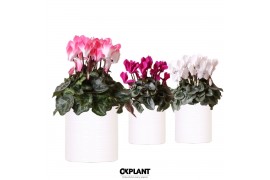 Cyclamen pers. midi Cyclamen mix in Furrow pot white 25 cm diameter 1 
