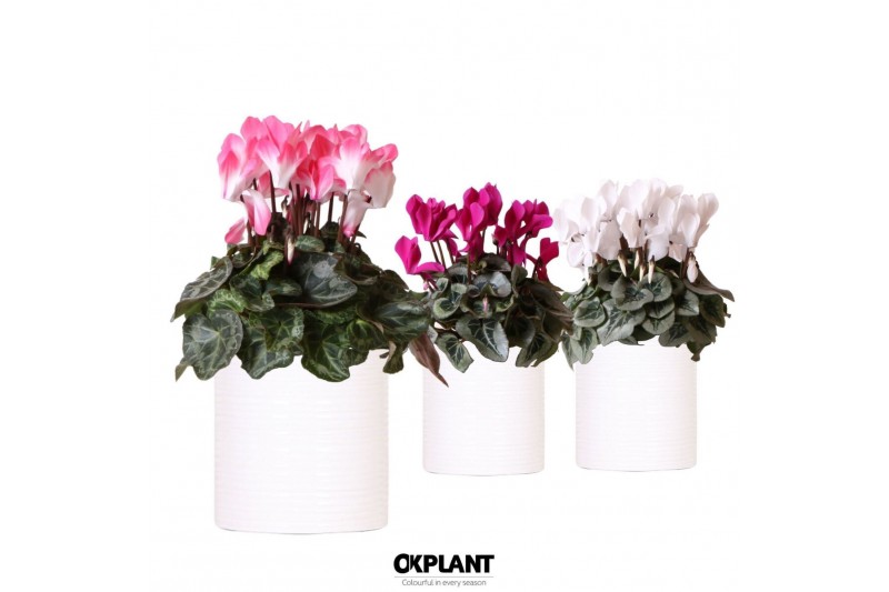 Cyclamen pers. midi Cyclamen mix in Furrow pot white 25 cm diameter 1  