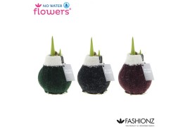 Hippeastrum gewaxt No Water Flowers® Fashionz Cozy Wooly2 tak/plnt