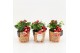 Arrangementen kerst XMAS-25244 Kerst creatie 2 pp 