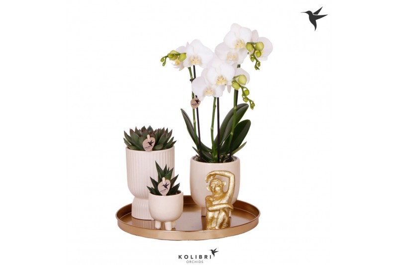 Arrangementen kamerplanten Kolibri Gift Set Le Chic travertinepp 3 tak 
