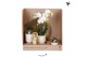 Arrangementen kamerplanten Kolibri Gift Set Le Chic travertinepp 3 tak 
