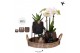 Arrangementen kamerplanten Kolibri Gift Set Urban copperpp 24 bl. 3 ta 