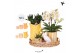 Phalaenopsis Kolibri Gift Set Mediterranean Sunset yellow orange mix3  