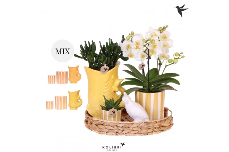 Phalaenopsis Kolibri Gift Set Mediterranean Sunset yellow orange mix3  