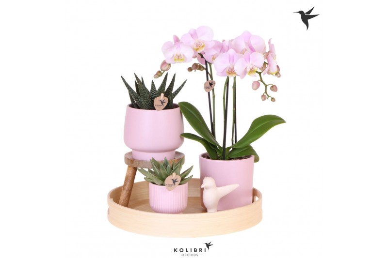 Phalaenopsis Kolibri Gift Set Love pink3 pp 3 tak/plnt 24 bl. 